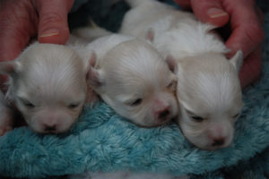 Maltese Puppies - Langford Ranch Kennels - Gainesville GA