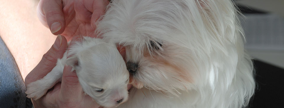 Available Maltese Puppies