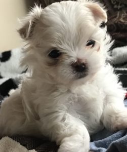 Lilly - Maltese Puppies Available - 6 wks old