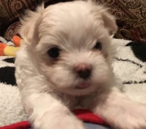 Rosie - Maltese Puppies Available - 6 wks old