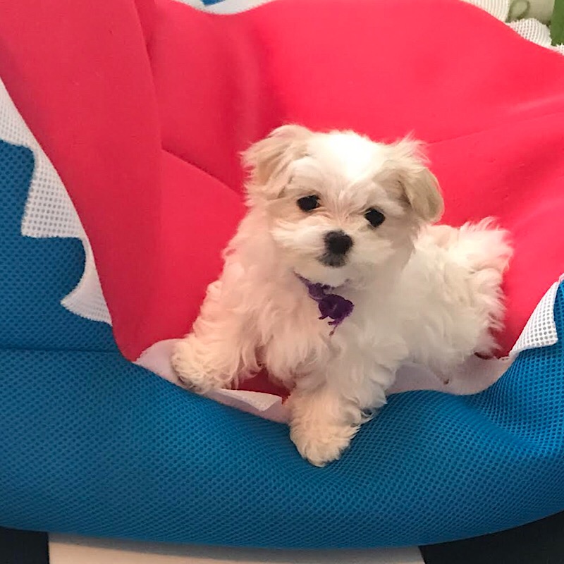 Maltese Puppies Available Langford Ranch Kennels