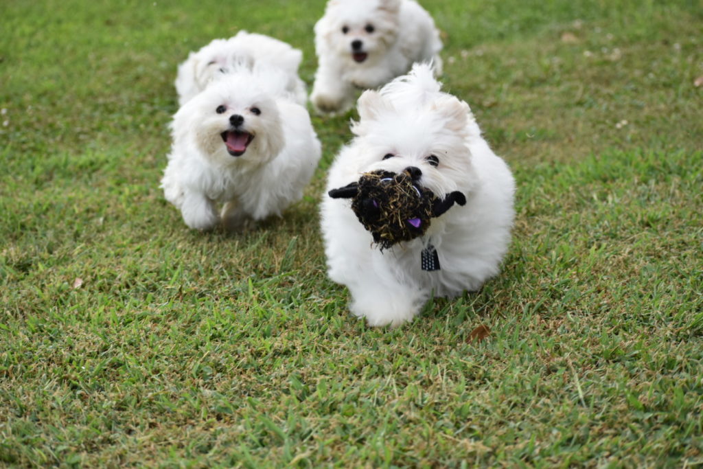 40 homer street maysville ga