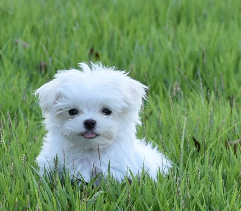 Maltese Puppies Available Langford Ranch Kennels Maysville, GA