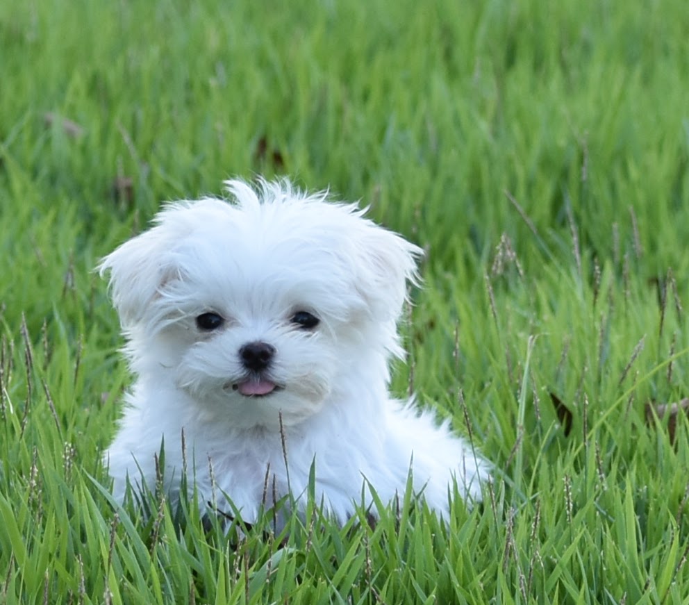 Maltese Puppies Available Langford Ranch Kennels Maysville Ga